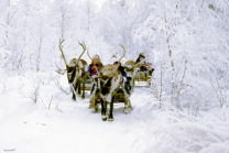 Reindeer Sleigh Ride in Lapland Christmas