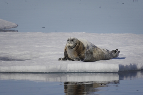 Bearded Seal On Ice 