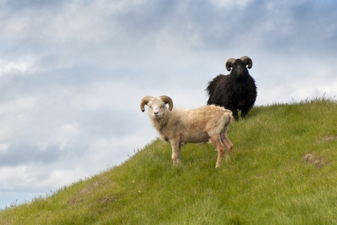 Wildlife On The Faroes