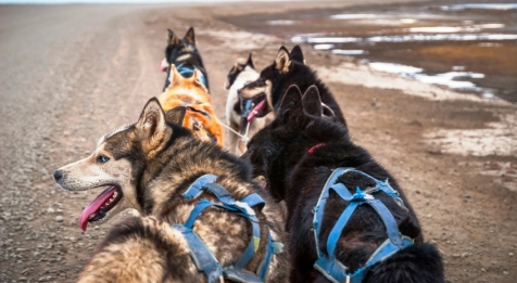 Dog Sledding On Wheels In The Arctic Wilderness 