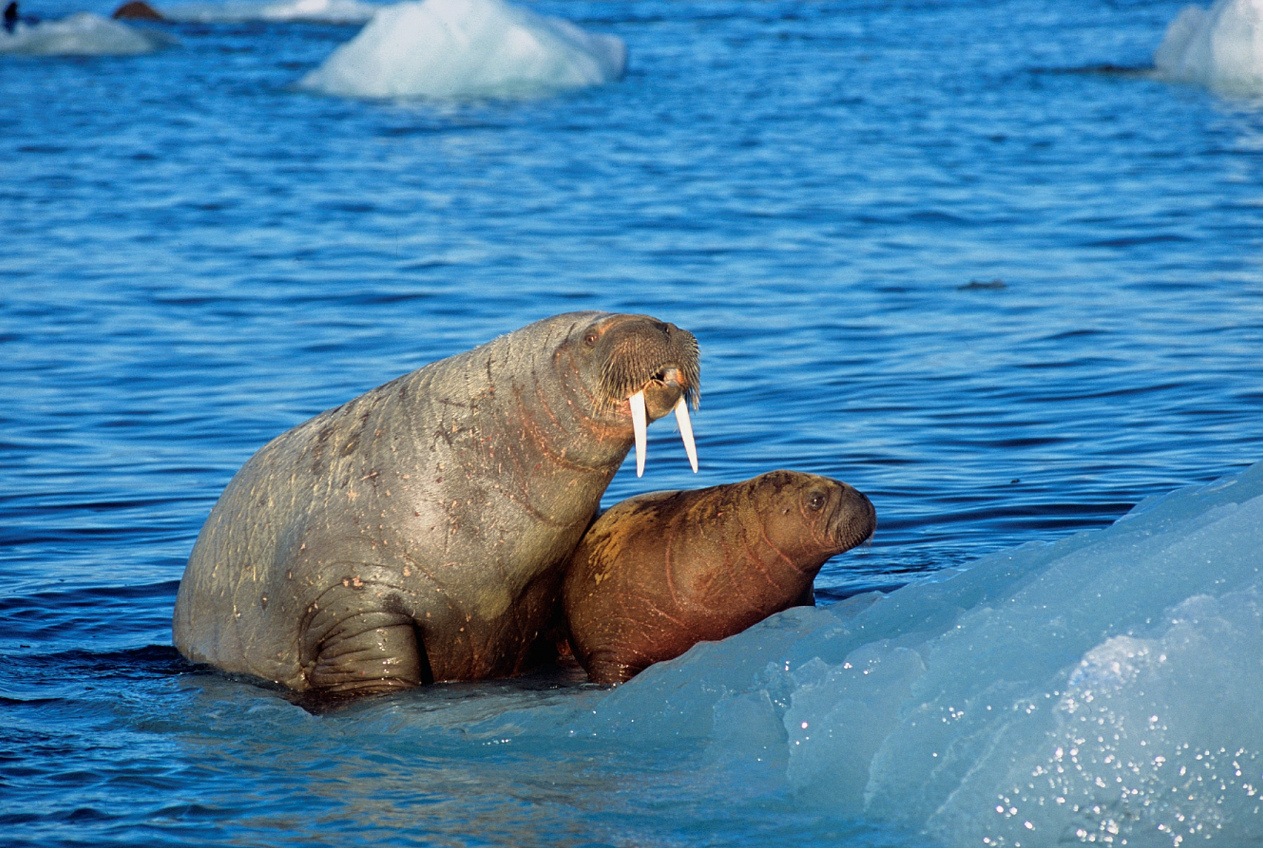 Гренландский морж